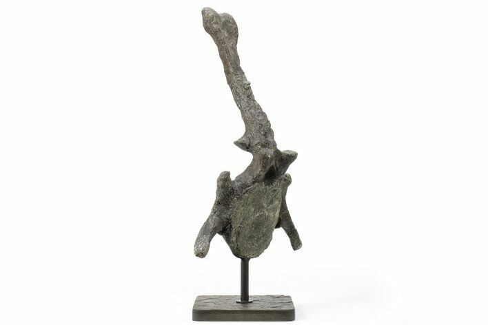 Rare, Stegosaurus Caudal Vertebra on Metal Stand - Wyoming #227556